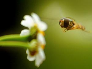 肝硬化患者不能喝蜂蜜-哪些人不能吃蜂蜜？