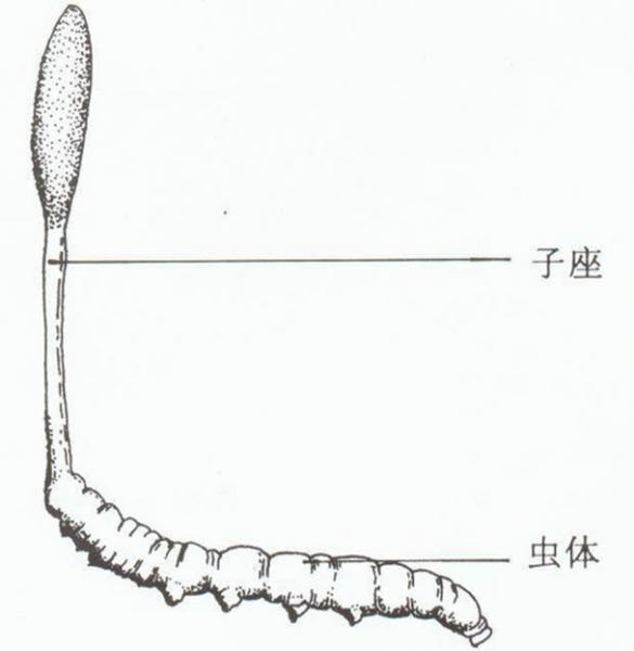 冬蟲夏草是什么？冬蟲夏草的功效與作用及食用方法
