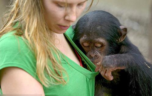 動物也好色：喜歡非禮美女的好色動物組圖