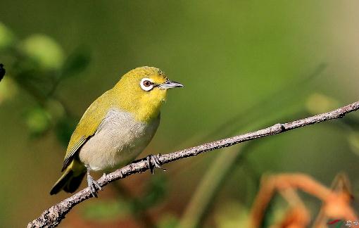 教你如何選一只健康的繡眼鳥