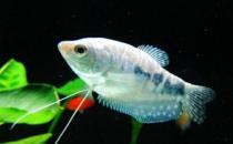 如何為熱帶海水魚預防疾?。? /></a> </div>
                  <div   id=