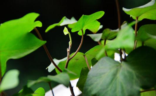 盆栽常青藤如何養(yǎng)殖？盆栽常青藤對(duì)土壤的要求