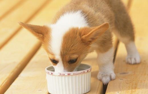 狗狗們挑食厭食的原因 避免狗挑食的解決方法 