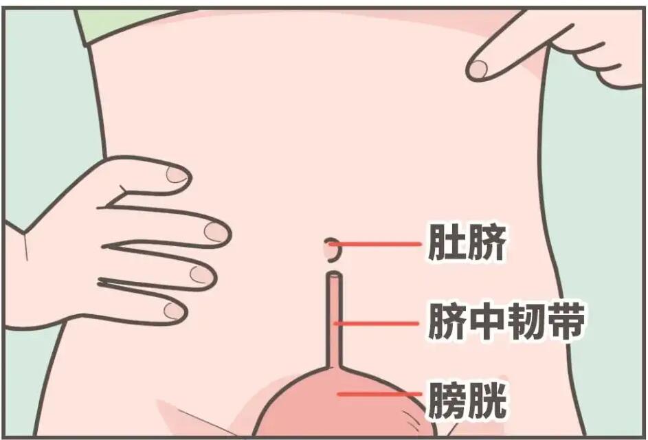 肚臍下面疼是怎么回事，肚臍下面疼是怎么回事男性